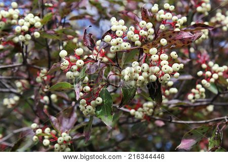 White Dogwood berries on red bracts in late summer. Close up with blue sky background