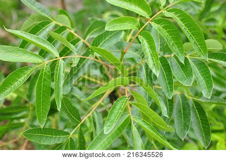 Terebinth (pistacia Terebinthus)