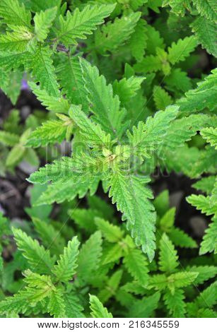 Colorful and crisp image of gypsywort (Lycopus europaeus)