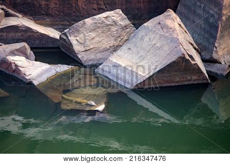 View of Indian river Ken with stones on banks and a small crocodile hiding under water