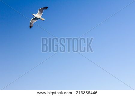 Beautiful seagull is soaring against the sunny blue sky.