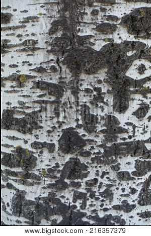Smooth greyish white bark of Populus alba with black fissured marks