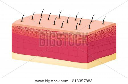 skin background vector , skin anatomy on white background