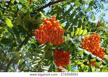 Rowan tree leafage and fruits against the sky