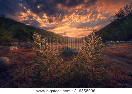 beautiful little flowers waiting for sunrise in valley
