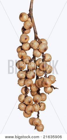 Rattan fruit