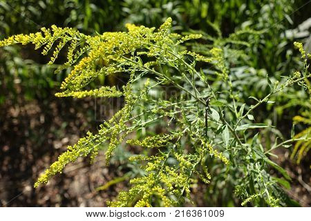 Flower heads of Solidago canadensis arranged in arrays