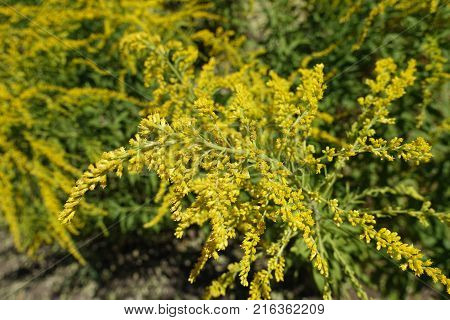 Small yellow flower heads of Canadian goldenrod