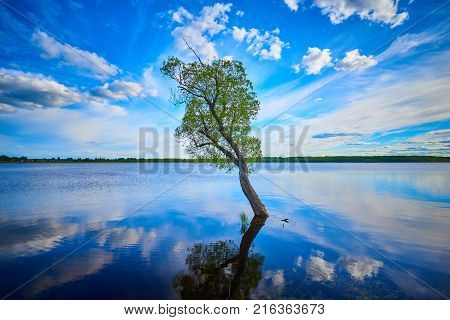 Lonely tree in the middle of the lake