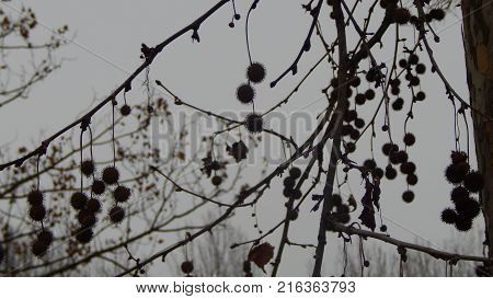 Branches of trees in a typical autumn day with grey sky background