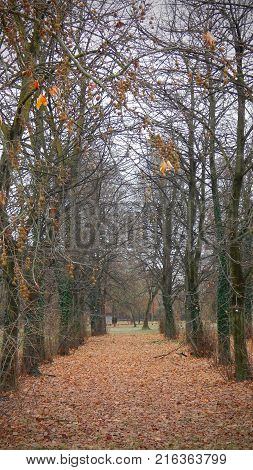 Red leaves carpet with trees in a cold autumn day