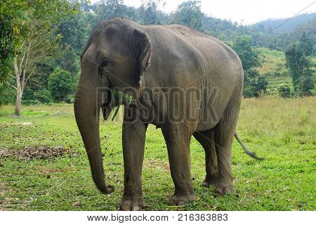 Elephant Looking Into The Camera In Thailand