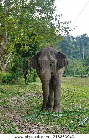 Elephant In Thailand Looking Into Camera Posing