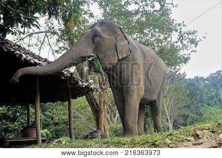 Elephant In Thailand Looking Into Camera Posing