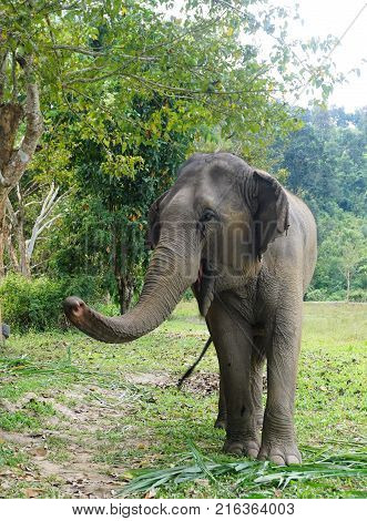 Elephant In Thailand Looking Into Camera Posing