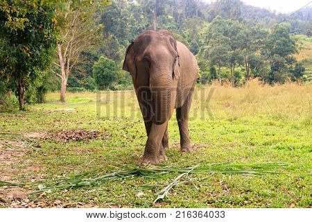 Elephant In Thailand Looking Into Camera Posing