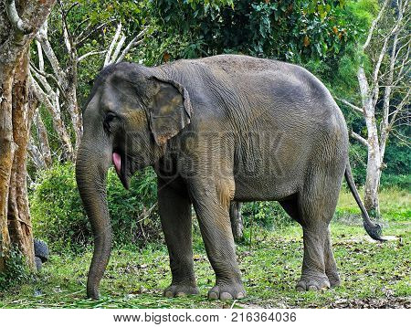 Elephant In Thailand Looking Into Camera Posing