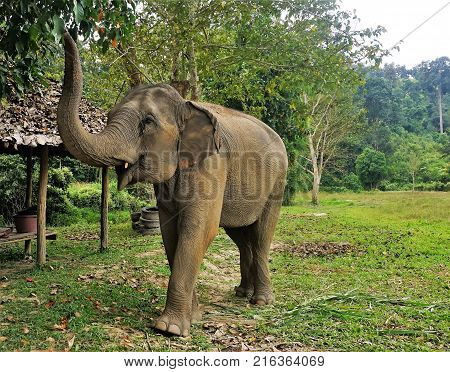 Elephant In Thailand Looking Into Camera Posing