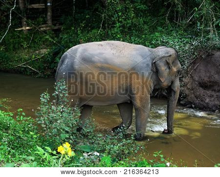 Elephant In Thailand Looking Into Camera Posing