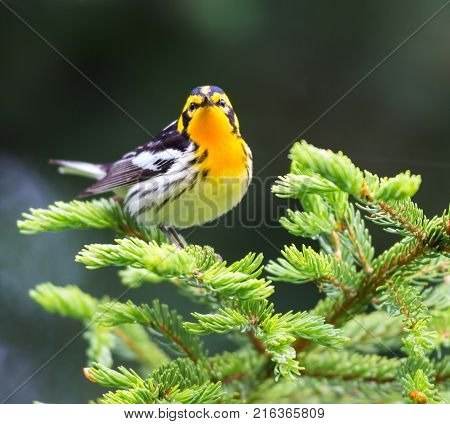 Blackburnian warbler in the coniferous forests of northern Quebec Canada in early spring. The yolk yellow throat stands out from the green surroundings.