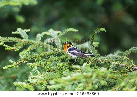 Blackburnian warbler in the coniferous forests of northern Quebec Canada in early spring. The yolk yellow throat stands out from the green surroundings.
