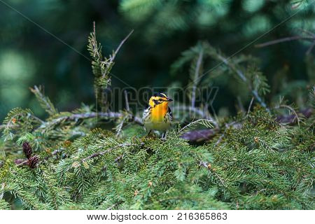 Blackburnian warbler in the coniferous forests of northern Quebec Canada in early spring. The yolk yellow throat stands out from the green surroundings.