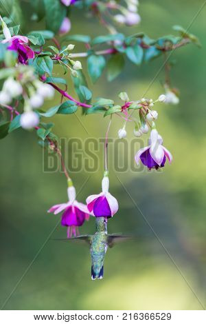 Female Ruby Throated Hummingbird feeding from a hybridized fuchsia in a boreal forest in north Quebec Canada.