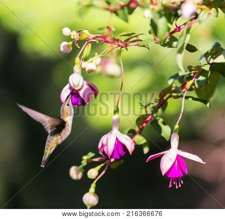 Female Ruby Throated Hummingbird feeding from a hybridized fuchsia in a boreal forest in north Quebec Canada.