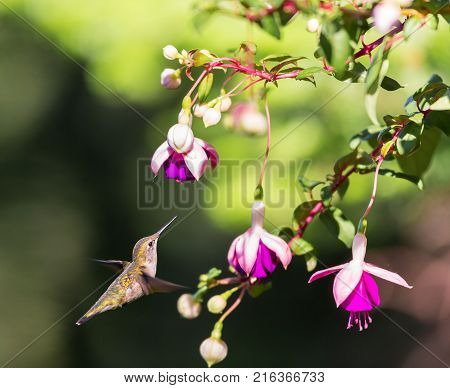 Female Ruby Throated Hummingbird feeding from a hybridized fuchsia in a boreal forest in north Quebec Canada.