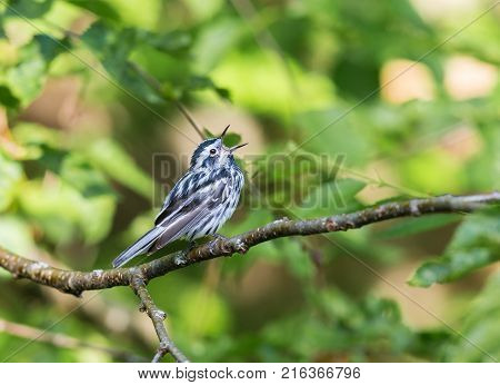 Black and white Warbler perched in the upper canopy of a boreal forest in Quebec, Canada.
