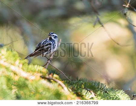 Black and white Warbler perched in the upper canopy of a boreal forest in Quebec, Canada.
