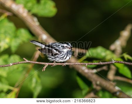 Black and white Warbler perched in the upper canopy of a boreal forest in Quebec, Canada.