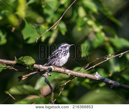 Black and white Warbler perched in the upper canopy of a boreal forest in Quebec, Canada.