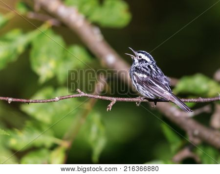 Black and white Warbler perched in the upper canopy of a boreal forest in Quebec, Canada.