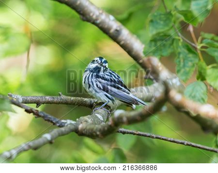 Black and white Warbler perched in the upper canopy of a boreal forest in Quebec, Canada.