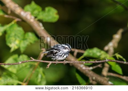 Black and white Warbler perched in the upper canopy of a boreal forest in Quebec, Canada.