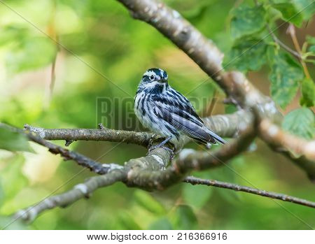 Black and white Warbler perched in the upper canopy of a boreal forest in Quebec, Canada.