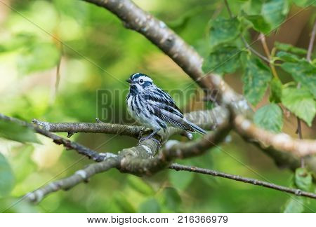 Black and white Warbler perched in the upper canopy of a boreal forest in Quebec, Canada.