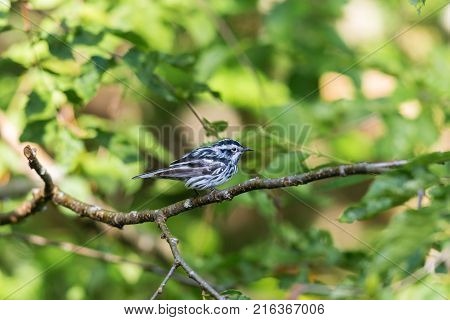 Black and white Warbler perched in the upper canopy of a boreal forest in Quebec, Canada.