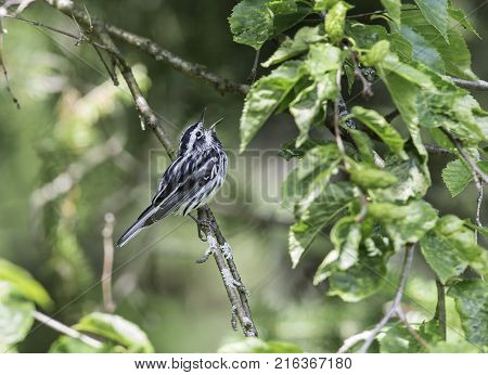 Black and white Warbler perched in the upper canopy of a boreal forest in Quebec, Canada.