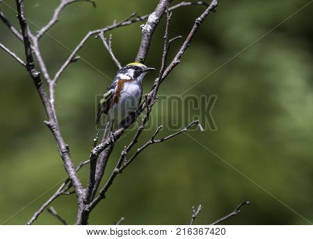 Chestnut Sided Warbler in northern Quebec, perched in its natural habitat, feasting on black flies in early spring.