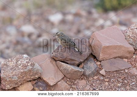 Ortolan Bunting (emberiza Hortulana)