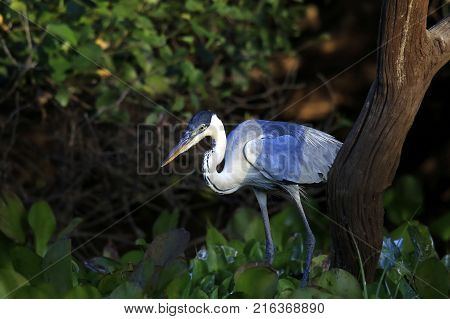 Cocoi Heron at Rio Claro. Pantanal Brazil