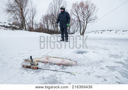 Winter ice fishing. Pike fish lies on snow. Fisherman in action on background