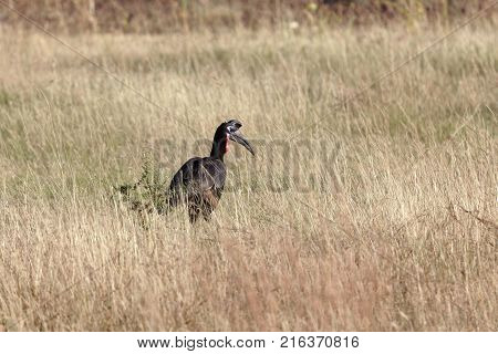 Northern Ground Hornbill (bucorvus Abyssinicus)