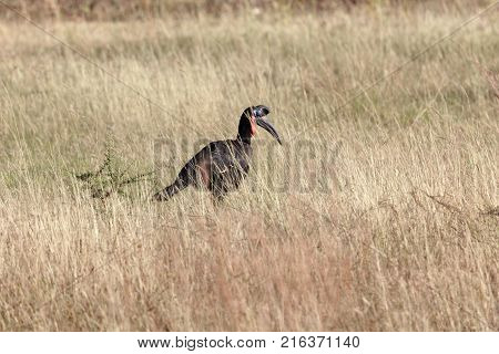 Northern Ground Hornbill (bucorvus Abyssinicus)