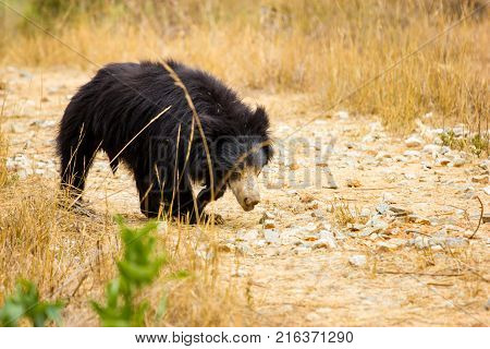 The sloth bear, also known as the labiated bear, is a nocturnal insectivorous species native to the Indian subcontinent.