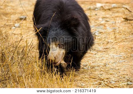 The sloth bear, also known as the labiated bear, is a nocturnal insectivorous species native to the Indian subcontinent.
