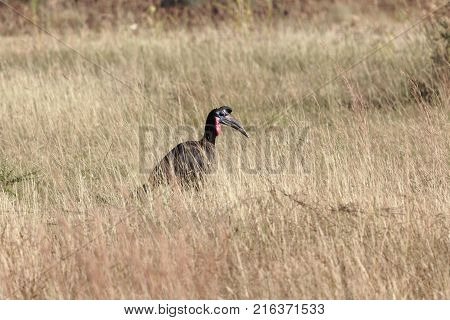 Northern Ground Hornbill (bucorvus Abyssinicus)