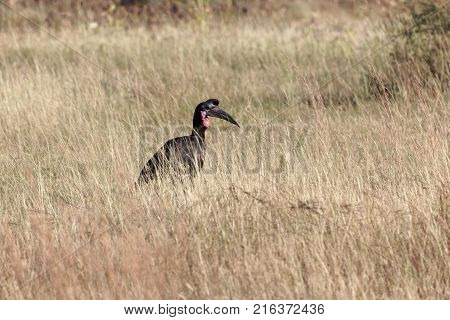 Northern Ground Hornbill (bucorvus Abyssinicus)